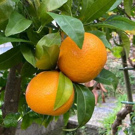 Casa Do Ferreiro - Bocado Σπίτι διακοπών Arganil
