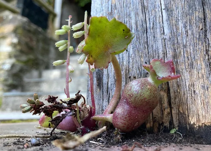 Casa Do Ferreiro - Bocado بيت للعطل